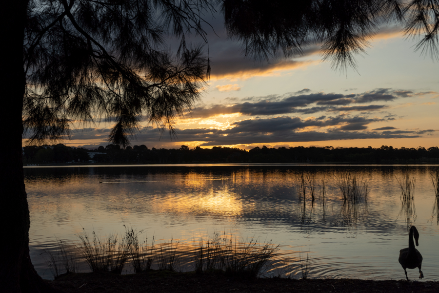 Sunset by the lake with duck in corner