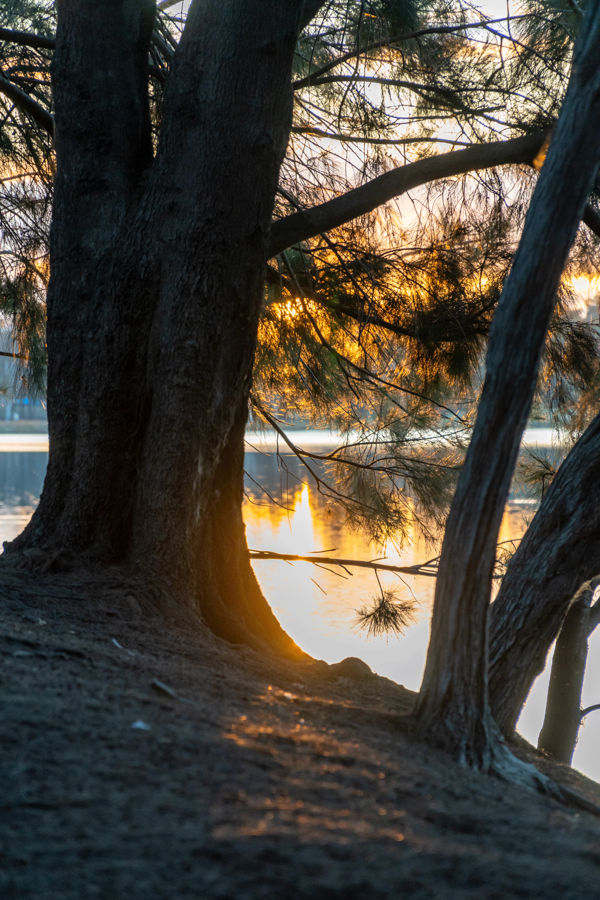 Sunset inbetween a tree